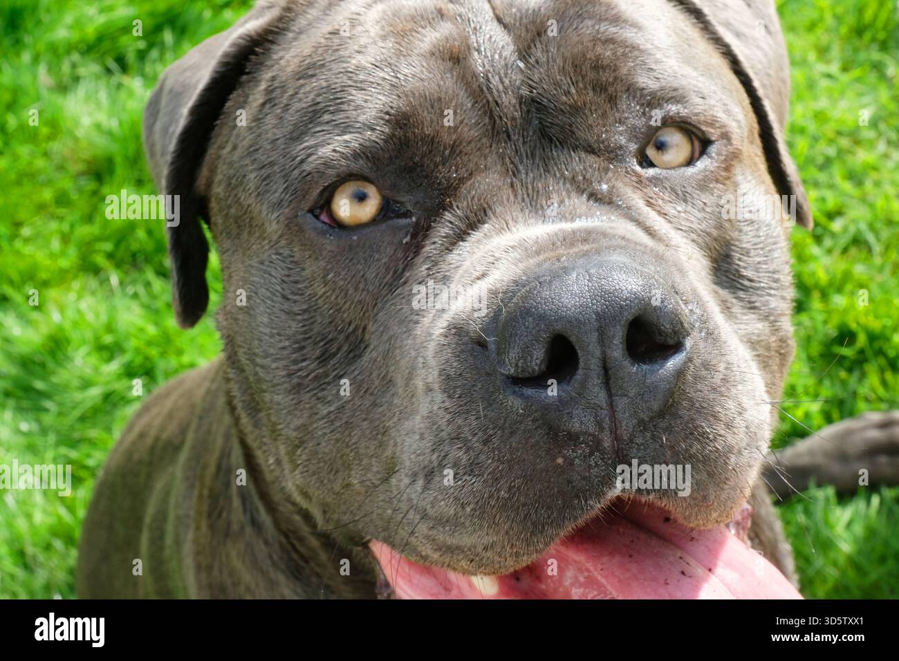 Nahaufnahme eines Cane Corso oder eines italienischen Mastiffs Stockfoto