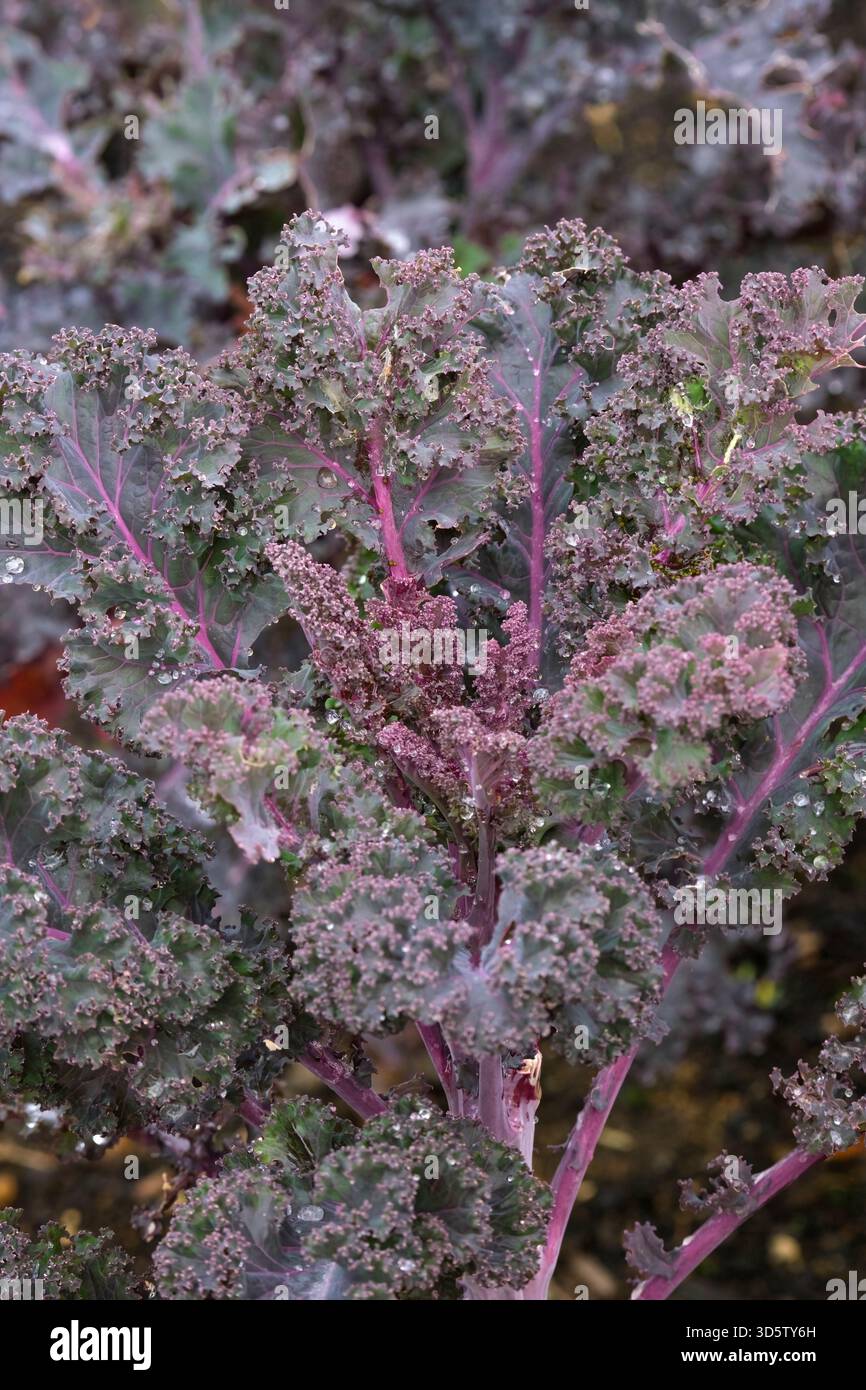 Grünkohl Curly Scarlet, winterfester Grünkohl mit Rüschen, dunkelgrünen, rot geäderten Blättern Stockfoto