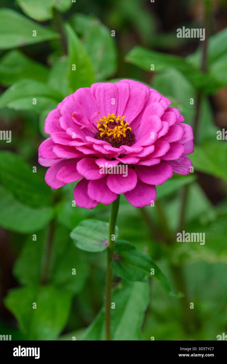Zinnia elegans Purple Prince, Zinnia Purple Prince, helles rosa-lila, vollständig doppelte Blüten im Herbst Stockfoto