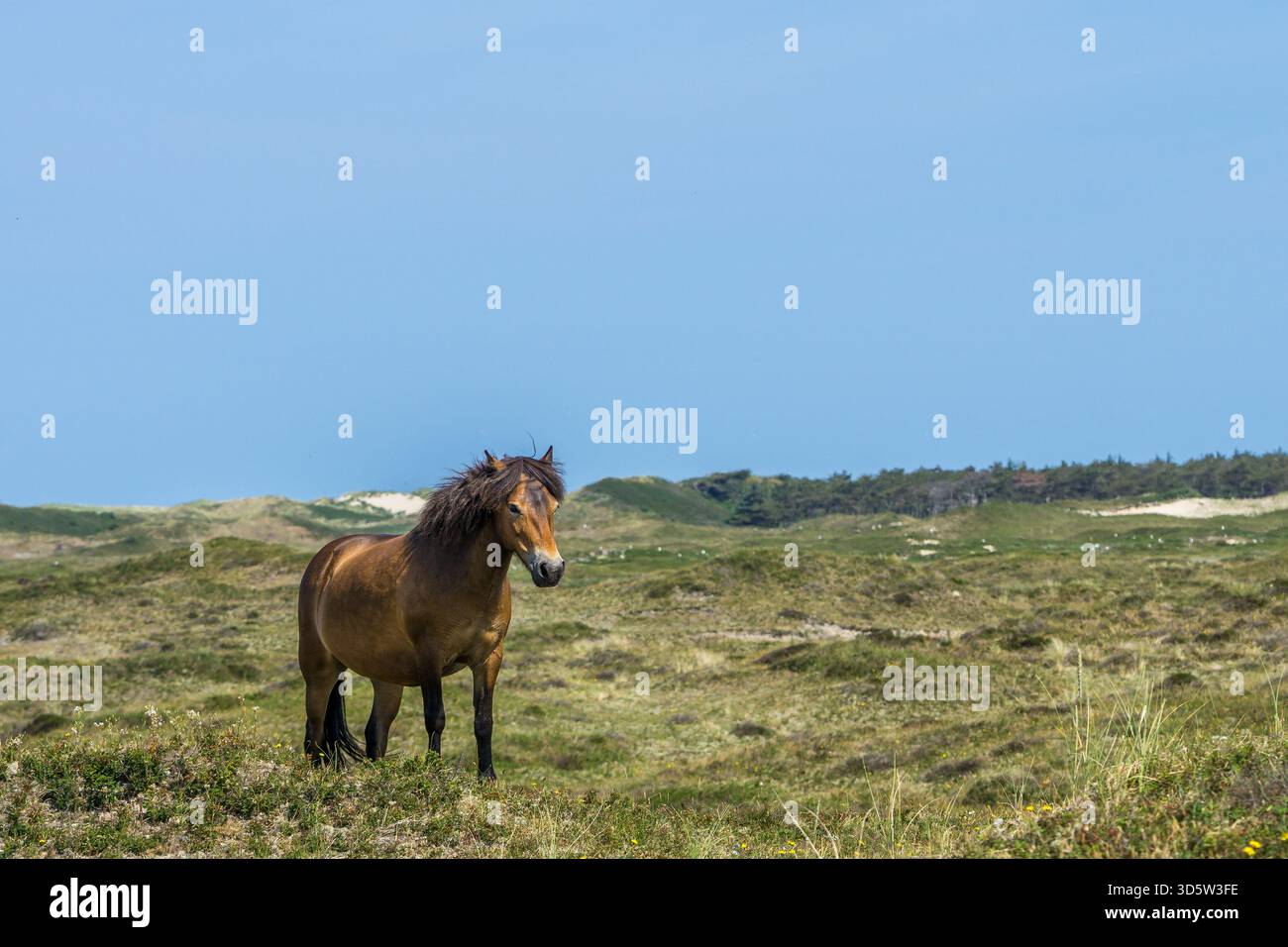 Ein Exmoor-Pony streift durch die grasbewachsenen Dünen der niederländischen Insel Texel. Stockfoto