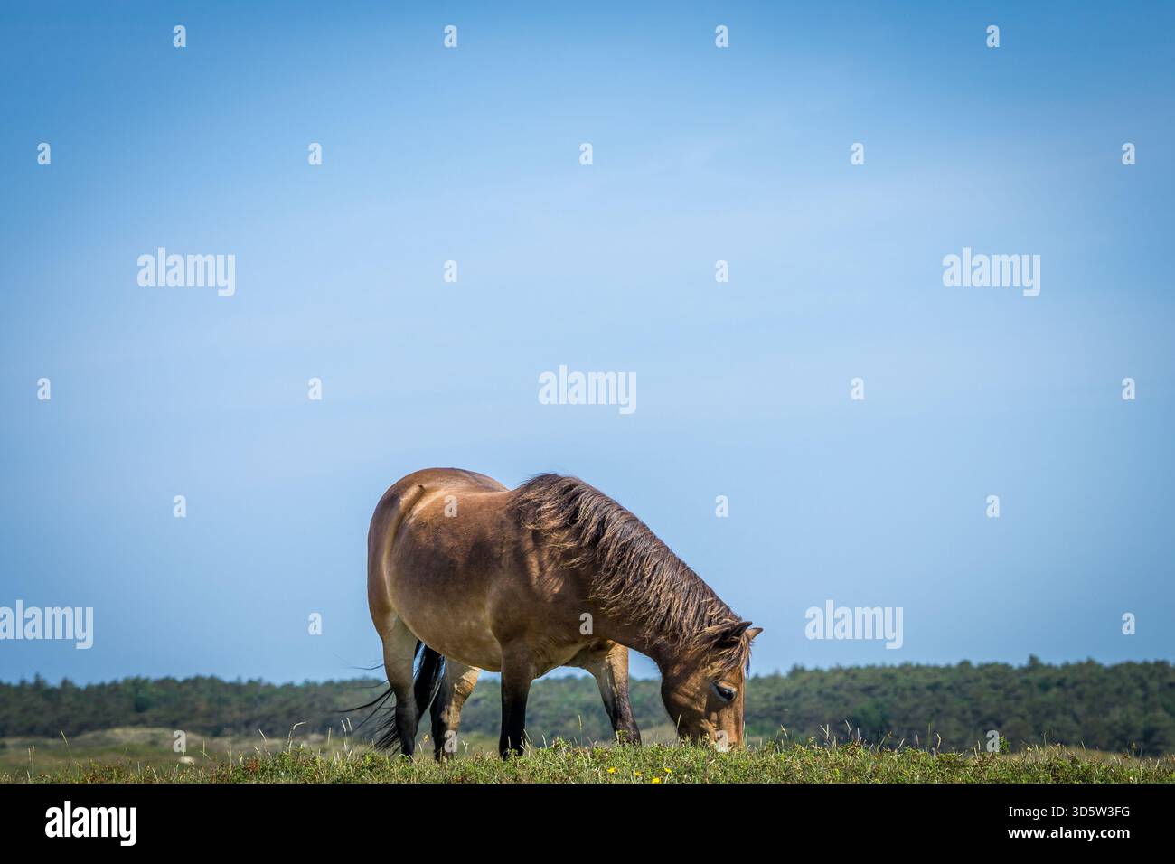 Ein Exmoor-Pony streift durch die grasbewachsenen Dünen der niederländischen Insel Texel. Stockfoto