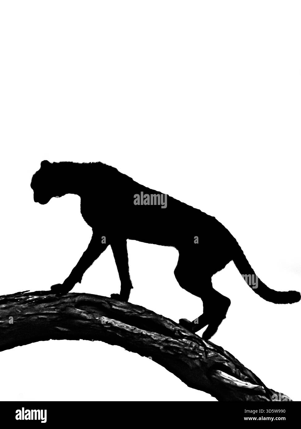 In einigen privaten Reservaten sind die Geparden manchmal ruhig genug, um menschliche Besucher zu tolerieren, solange es keine anderen Raubtiere gibt. Stockfoto