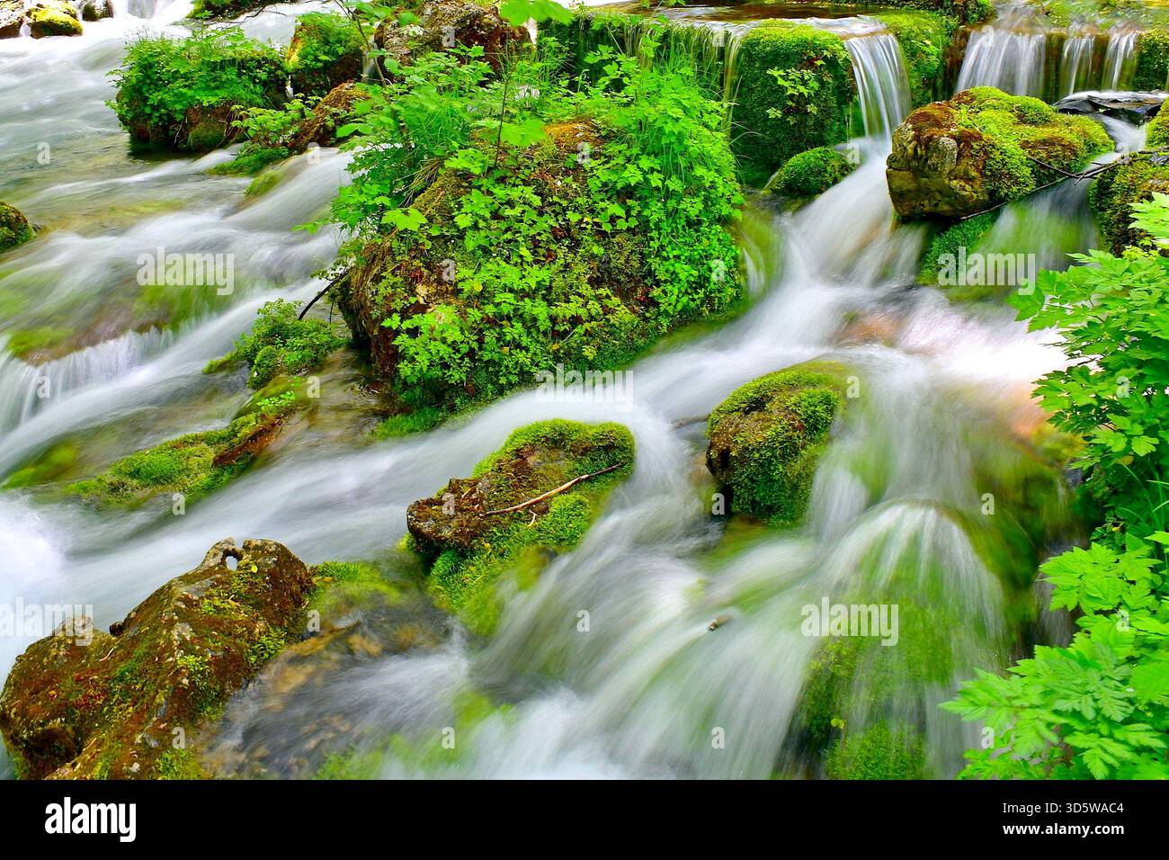 Bergkaskadenbach mit reinem Wasser, das über moosige grüne Steine fließt, im Tara Springs Park, Montenegro. Langsame Belichtung Stockfoto
