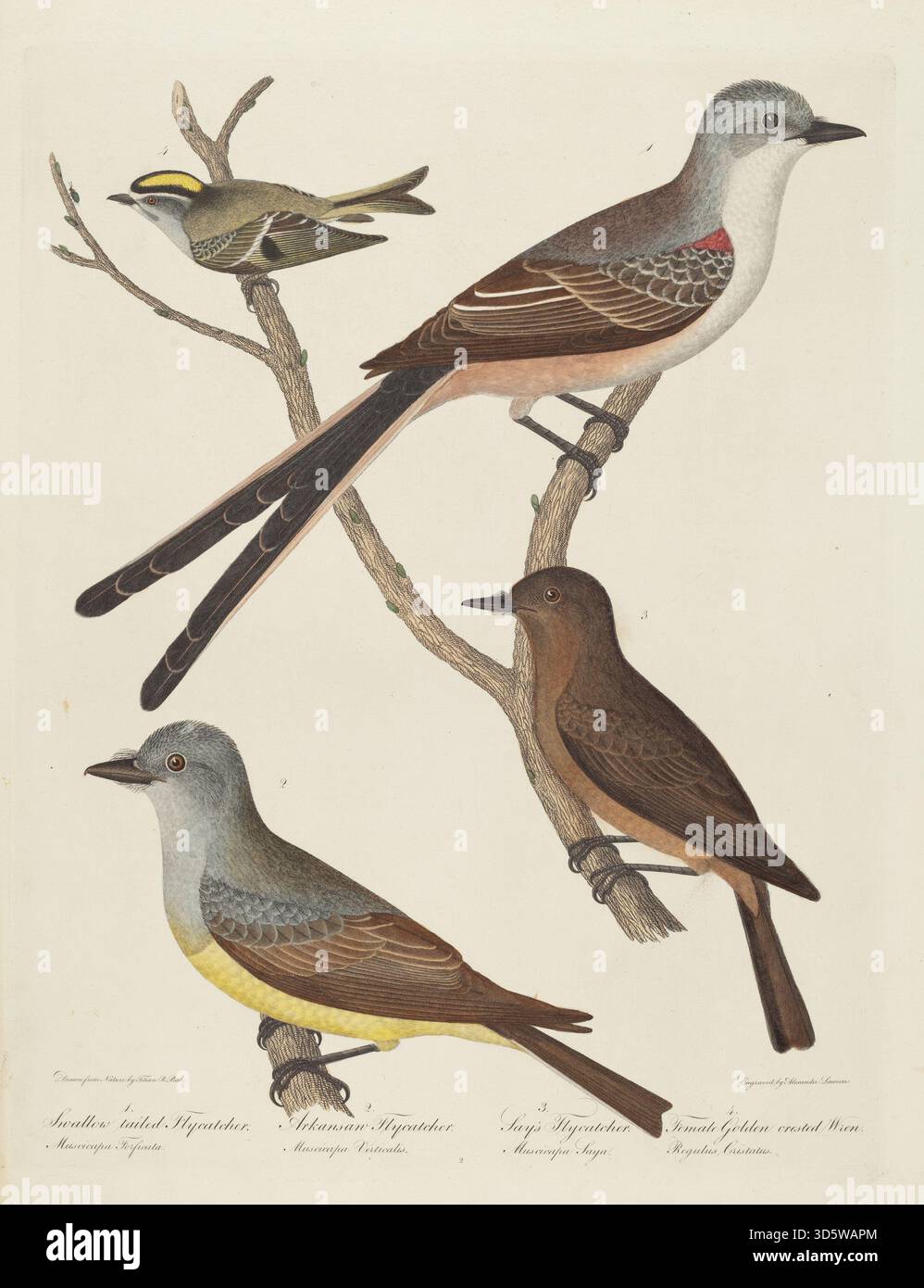 Dieser Druck von Alexander Lawson nach Titian Ramsay Peale zeigt Fliegenschnäpper, Arkansas Fliegenschnäpper, Say's Flycatcher und weibliche Goldene Wren. Er zeigt die Anatomie des Vogels, das Gefieder, die Färbung, die Haltung, und naturalistisches Arrangement charakteristisch für die ornithologische Illustration des frühen 19. Jahrhunderts. Stockfoto
