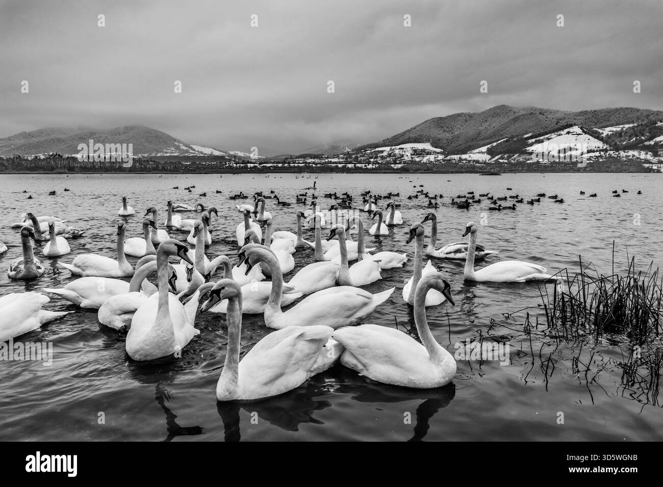 Eine große Gruppe von Schwänen und Enten versammelt sich auf einem Wintersee, umgeben von schneebedeckten Hügeln und Bergen. Stockfoto