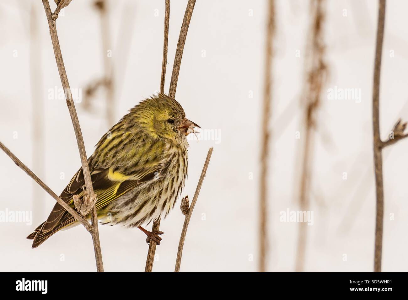 Ein Yellowhammer mit gesprenkeltem Gefieder greift einen getrockneten Stiel, eingerahmt von weichem weißem Schnee im Hintergrund. Stockfoto