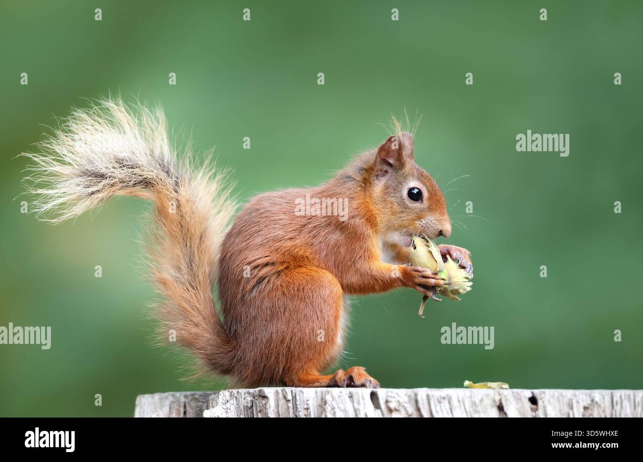 Ein wunderschönes wildes eurasisches Rotes Eichhörnchen (Sciurus vulgaris), das auf einem Holzpfosten thront und grüne Haselnüsse isst, Großbritannien. Stockfoto