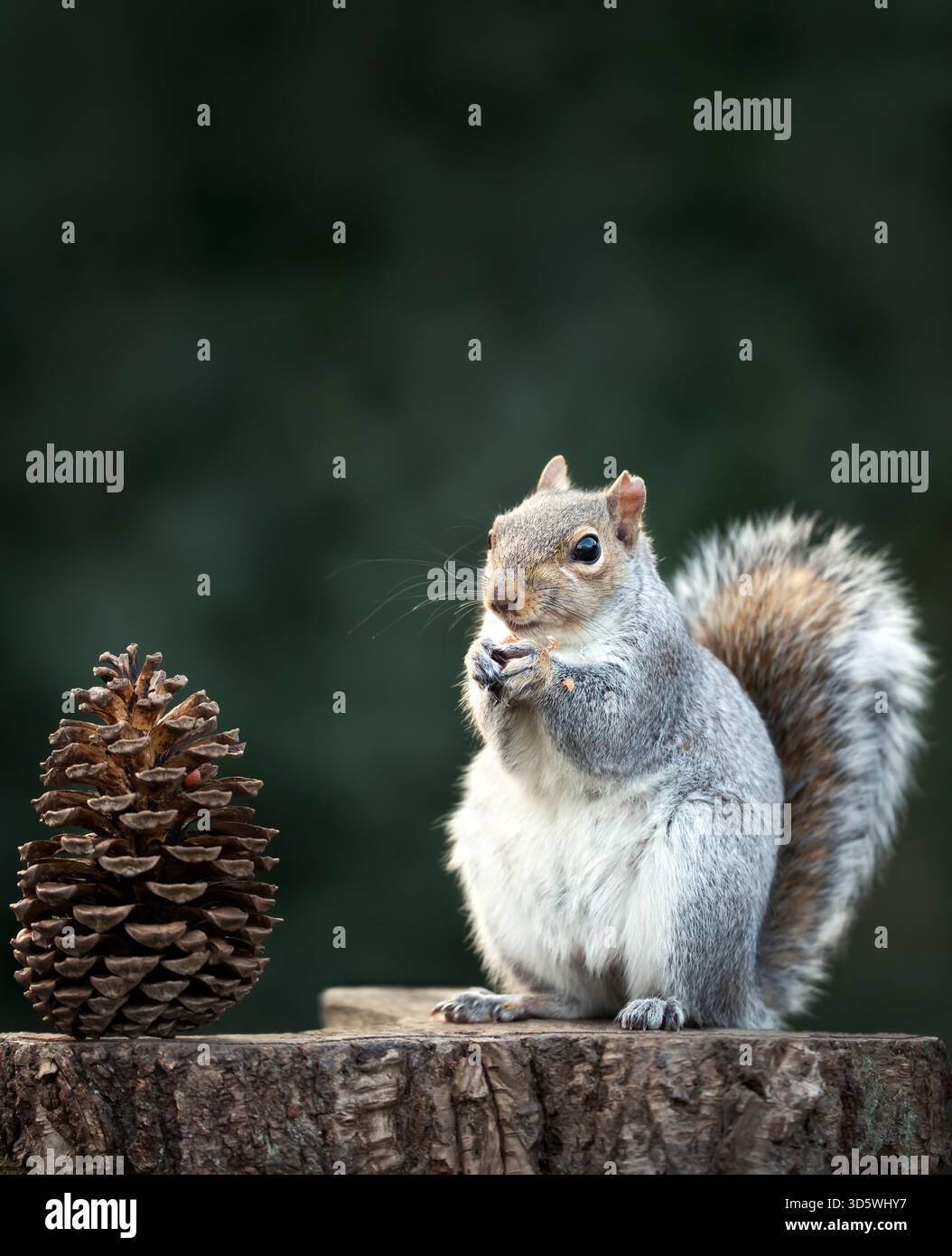Nahaufnahme eines Grauen Eichhörnchens (Sciurus carolinensis), das auf einem Baumstumpf sitzt und isst, mit einem großen Kiefernzapfen daneben, Großbritannien. Stockfoto