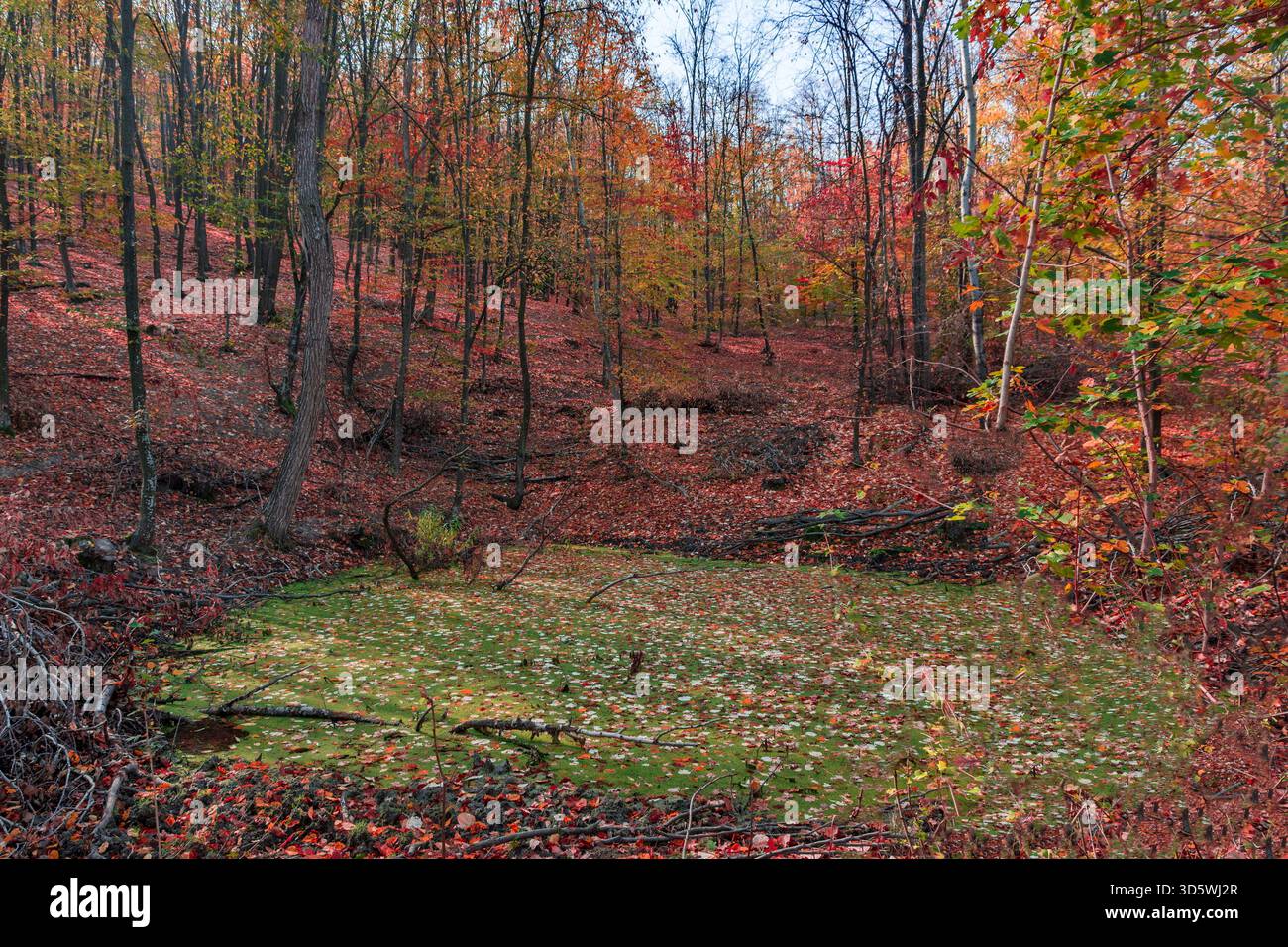 Ein herbstlicher Wald mit hohen Bäumen und einem mit Blättern bedeckten Teich, in dem grüne Algen auf warmes Laub treffen. Stockfoto