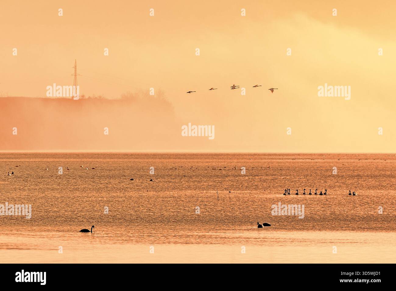 Vögel fliegen in Formation über einem nebeligen See bei Sonnenuntergang in Rumänien, mit warmen Reflexen und Silhouetten. Stockfoto