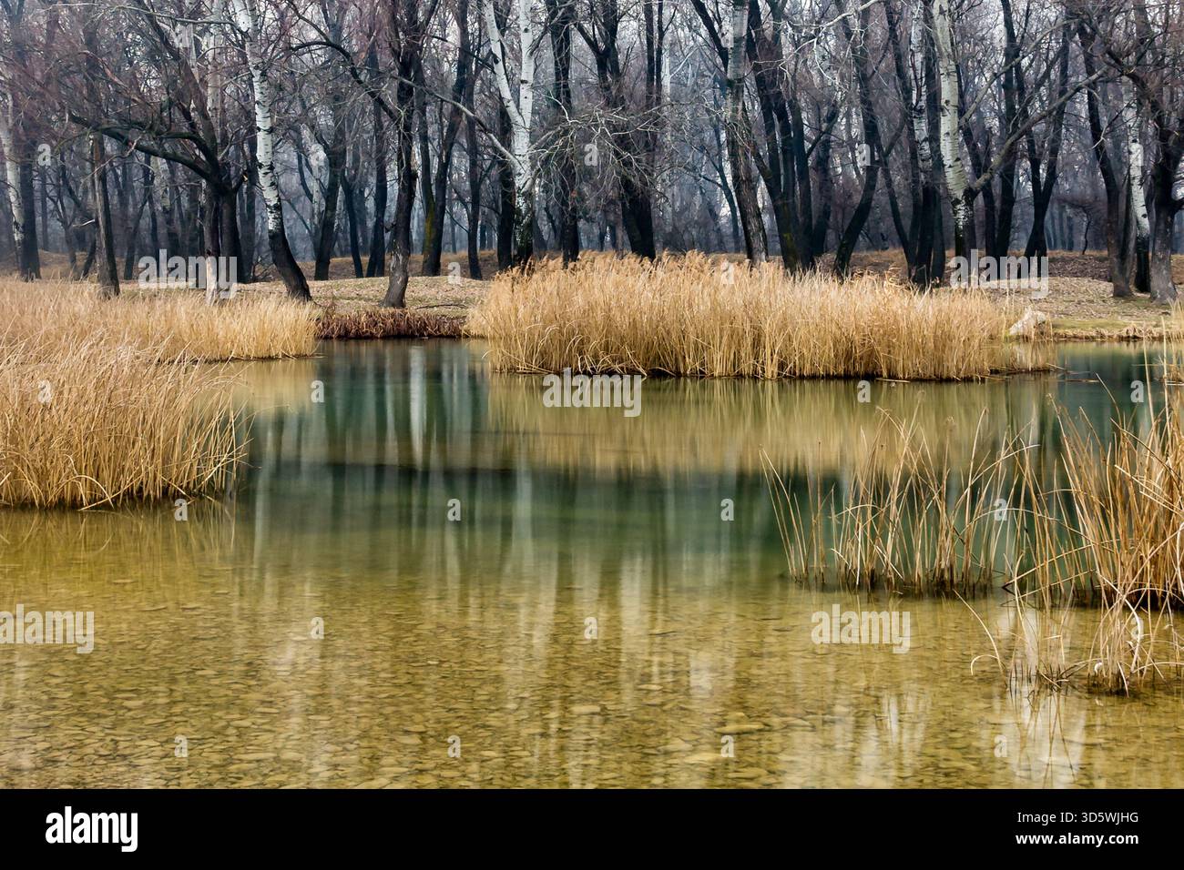 Im Spätherbst spiegelt ein flacher Teich trockenes Schilf und blattlose Birken in einer ruhigen Waldszene wider. Stockfoto