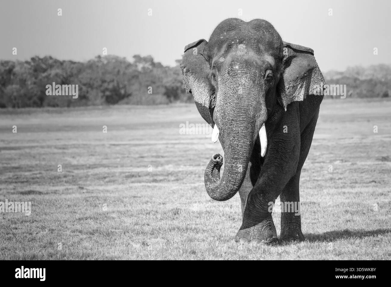 Porträt eines Tusker-Elefanten im Minneriya-Nationalpark, Sri Lanka. Stockfoto