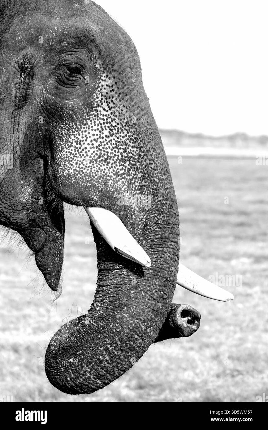 Porträt eines Tusker-Elefanten im Minneriya-Nationalpark, Sri Lanka. Stockfoto
