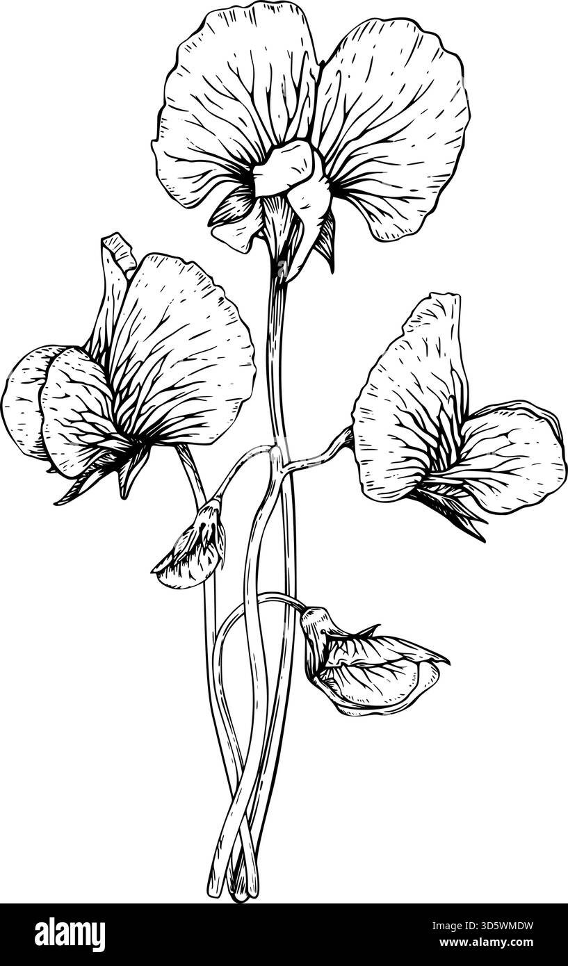 Eine delikate botanische Vektor-Illustration von süßen Erbsenblüten. Geraffte Blütenblätter und schlanke Stiele. Die detailreiche Linienführung im klassischen Vintage-Stil Stock Vektor