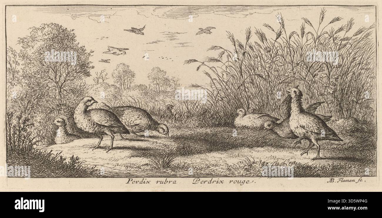 In diesem Druck aus Albert Flammens Livre d’Oyseaux-Serie ist der Rotbeinhuhn (Pedrix rubra) wachstehend mit Details seiner Beine und seines Gefieders zu sehen, die charakteristisch für Vogeldarstellungen aus der Mitte des 17. Jahrhunderts sind. Stockfoto