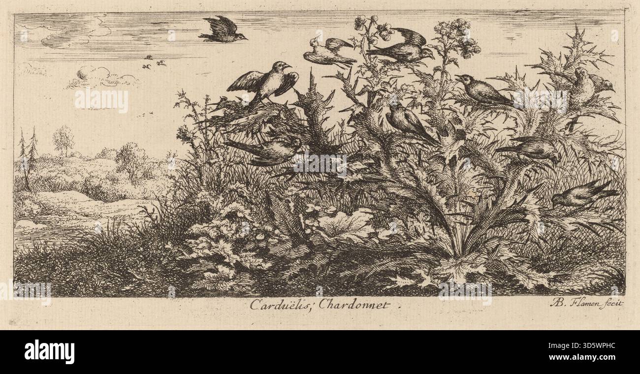 Ein Druck von Albert Flamen, der den Goldfinkenvogel Carduelis illustriert. Das Bild betont detaillierte Federmuster, Schnabelstruktur und realistische Haltung für ornithologische Untersuchungen. Stockfoto