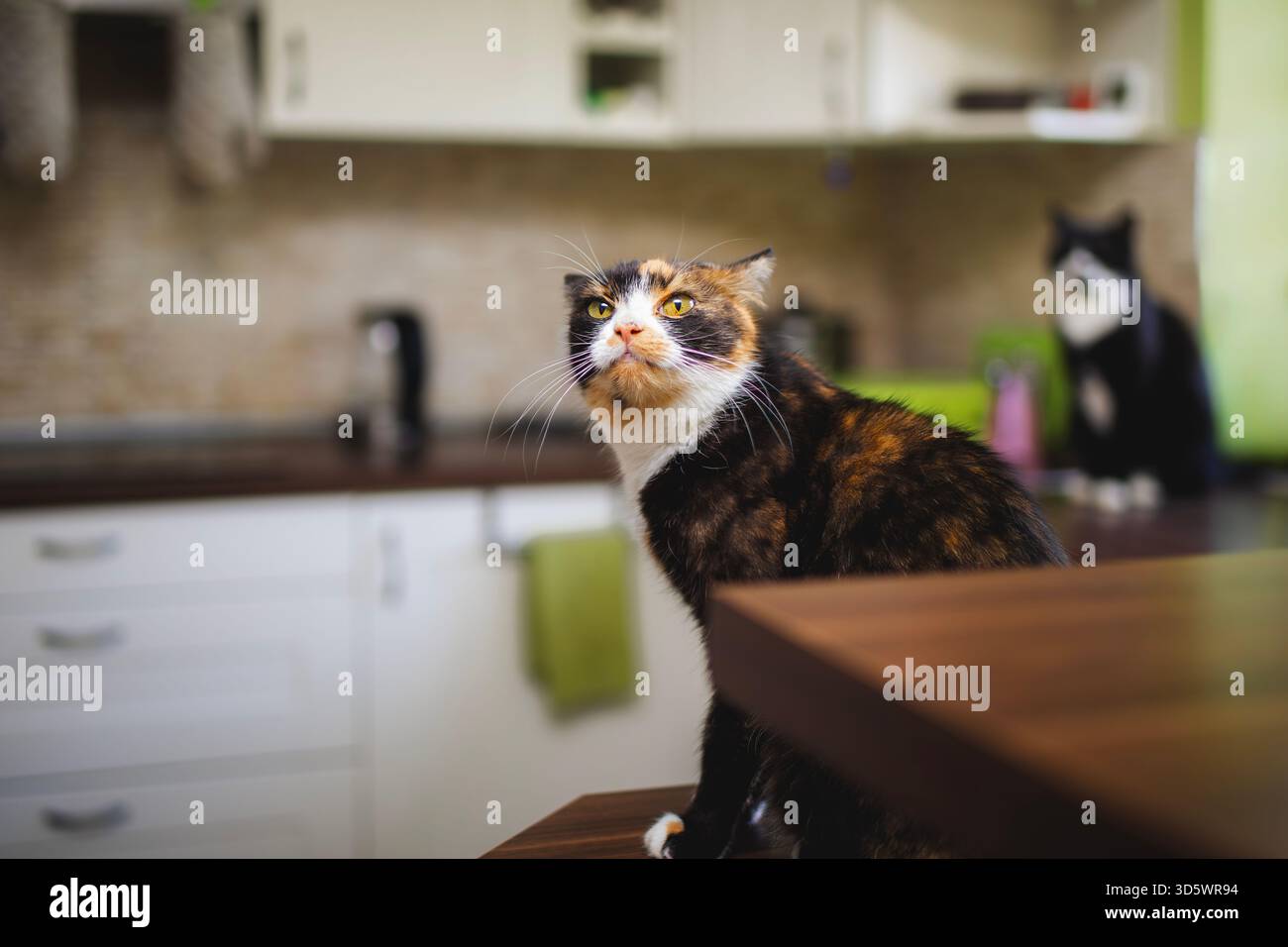 Hausleben mit Haustieren. Zwei Katzen allein zu Hause warten auf Fütterung in der Küche auf dem Tisch. Stockfoto
