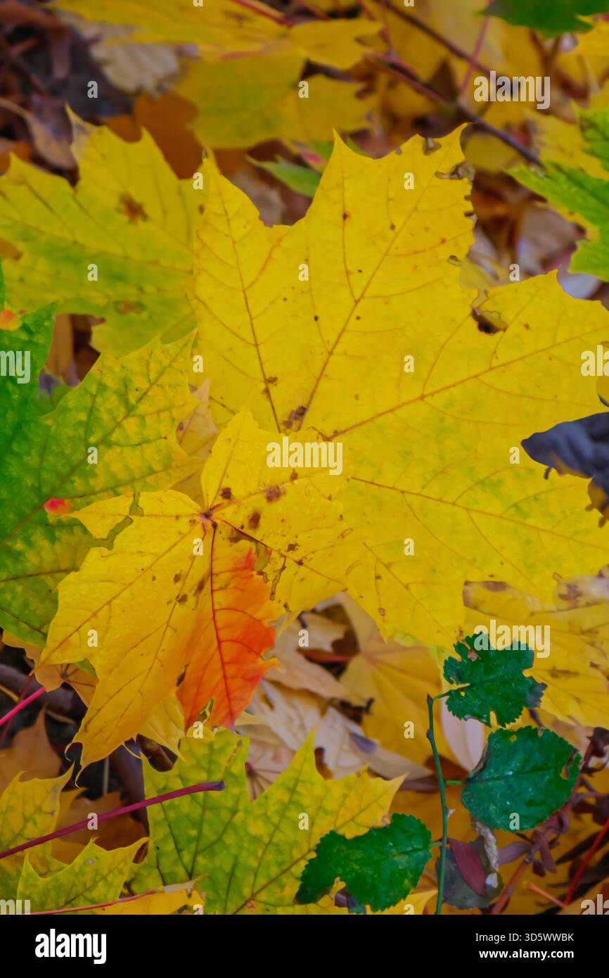 Hellgelbe und orangene Blätter liegen auf dem Waldboden, umgeben von grünem Laub. Sonnenlicht beleuchtet die Szene sanft und erzeugt eine warme Atmosphäre Stockfoto