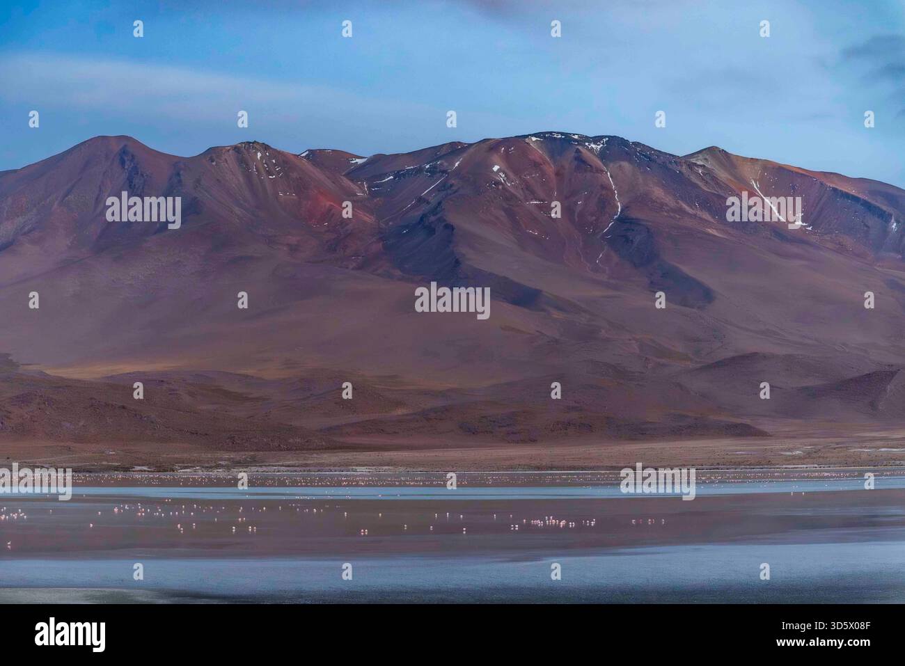 Flamingos auf Laguna Hedionda mit den Anden, Bolivien Stockfoto
