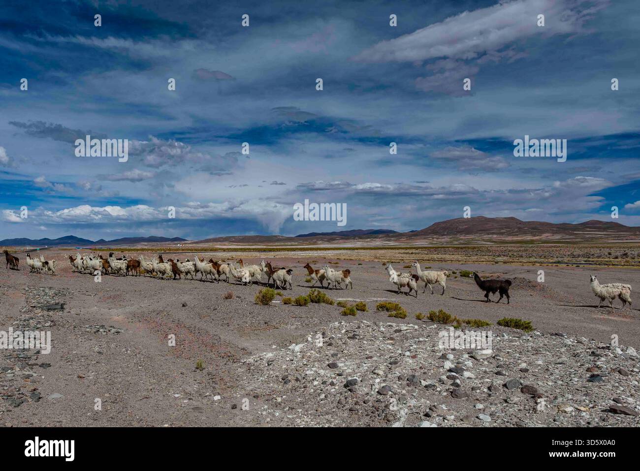 Lamahherde, die unter einem weiten dramatischen Himmel über den bolivianischen Altiplano spaziert Stockfoto