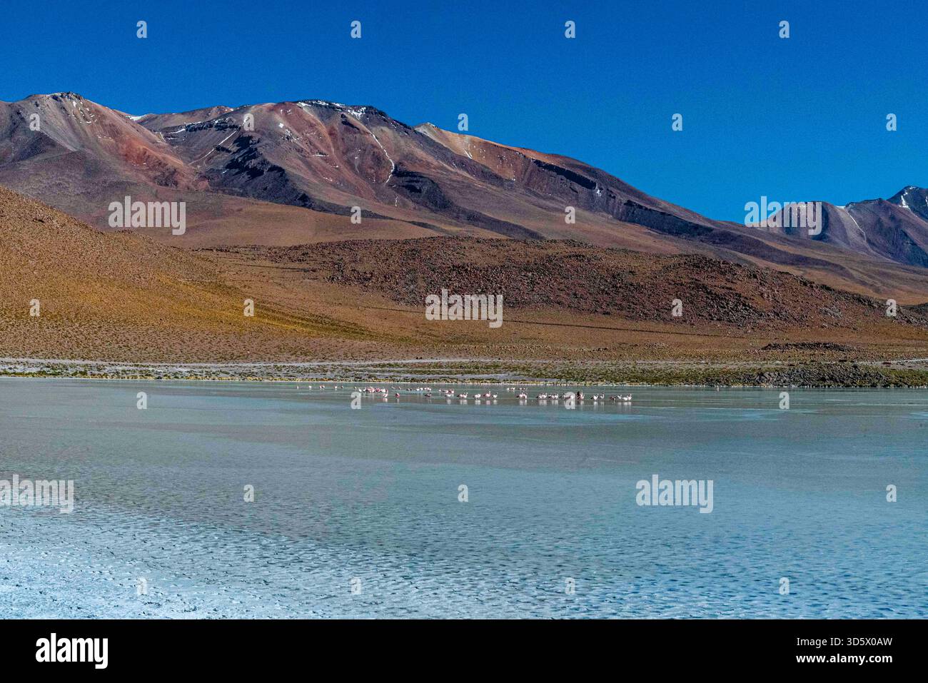 Flamingos auf Laguna Hedionda mit den Anden, Bolivien Stockfoto