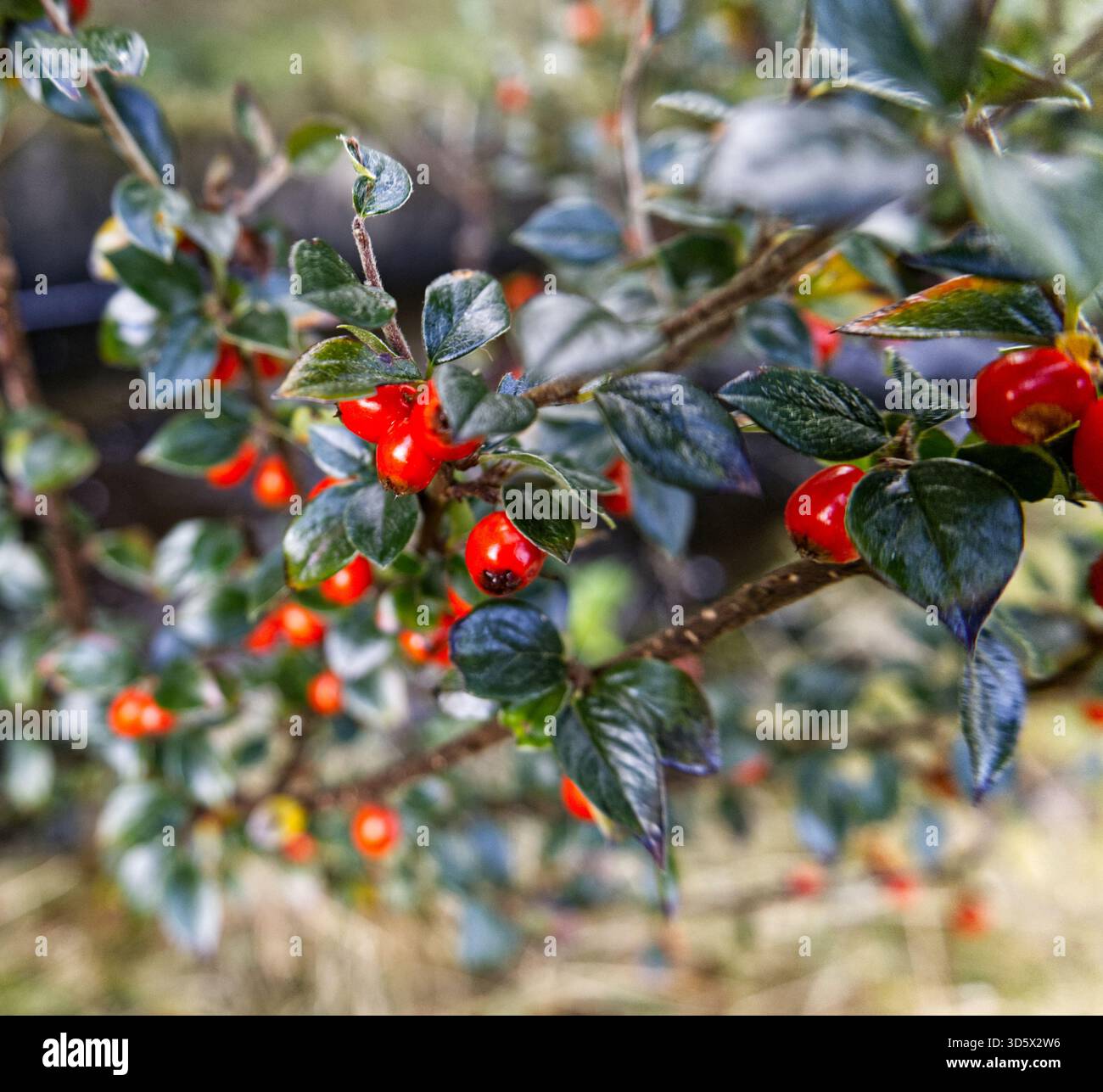 Makrofoto der Cotoneaster-Pflanze Stockfoto