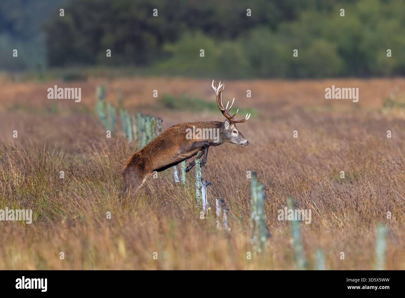 Rothirsch (Cervus elaphus) Hirsch mit großen Geweihen, die im Herbst/Herbst über einen Zaun im Grasland springen Stockfoto