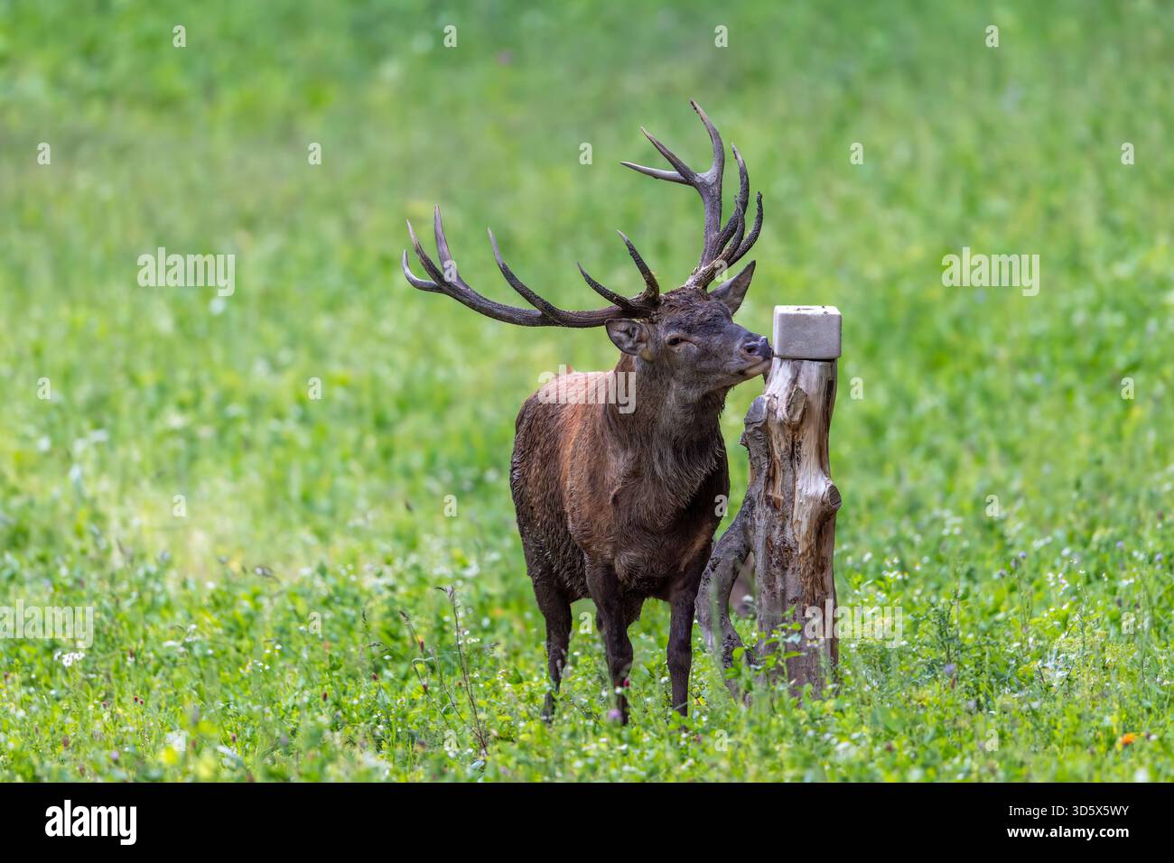 Rotwild (Cervus elaphus) Hirsch leckt Mineralnährstoffe aus Mineralblock / Salzlecken, die vom Landwirt auf Weide / Weide für Vieh gelegt werden Stockfoto