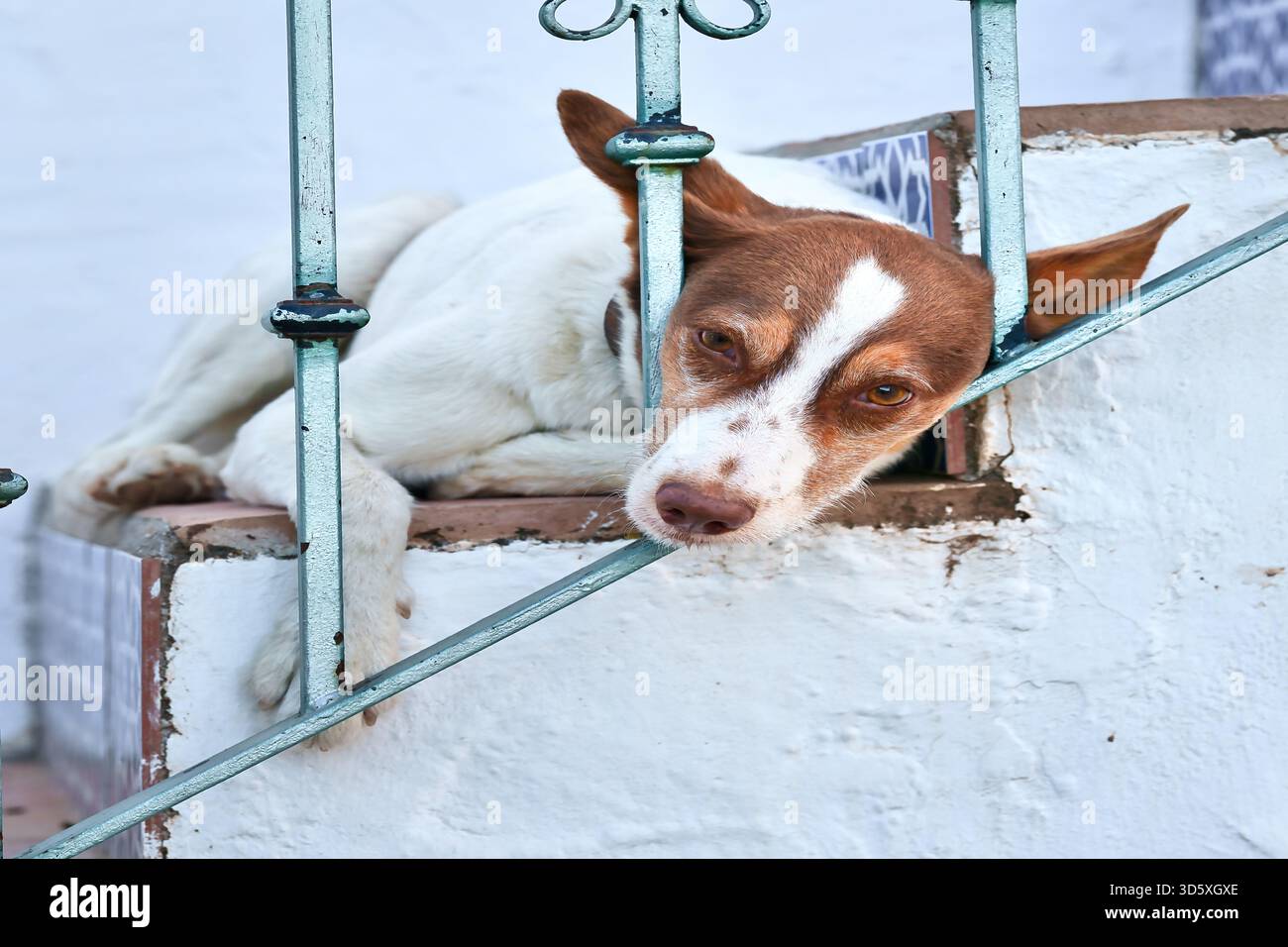 Ein Hund, der auf einer Treppe liegt, mit dem Kopf durch das Geländer. Stockfoto