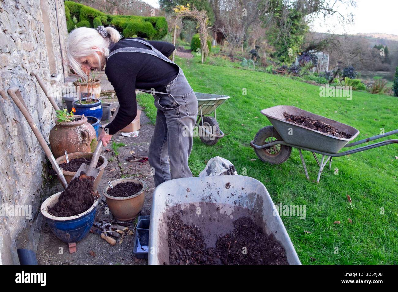 Ältere Frau pflanzt Frühlingszwiebeln in Terrakotta-Töpfe draußen im ländlichen Garten im November Carmarthenshire Wales Großbritannien Großbritannien KATHY DEWITT Stockfoto