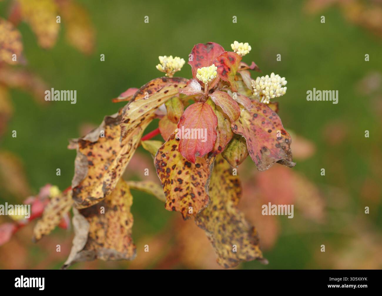 Blutroter Hartholz (Cornus sanguinea), Zweige mit Knospen, Nordrhein-Westfalen, Deutschland Stockfoto
