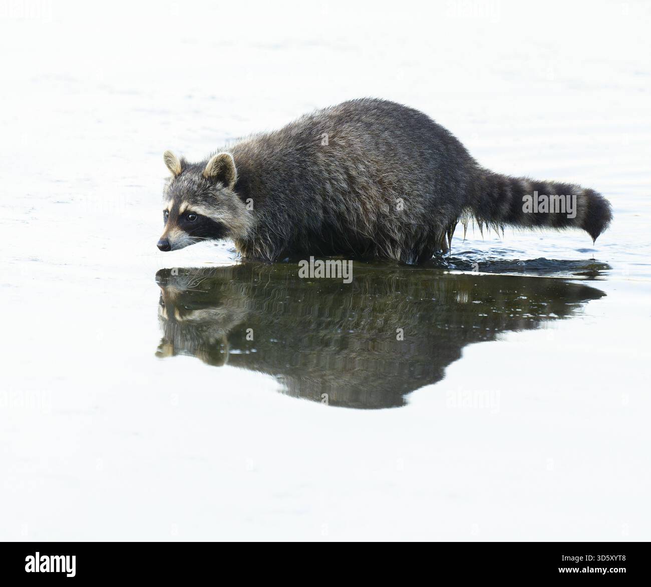 Waschbär (Procyon lotor), Nahrungssuche in der Flachwasserzone eines Sees, Niedersachsen Stockfoto