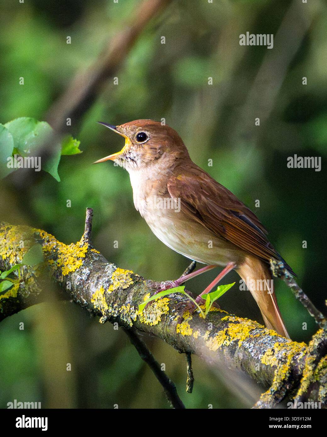 Nachtigall thronte auf einem moosbedeckten Zweig in üppig grünen Wäldern und sang laut. Stockfoto