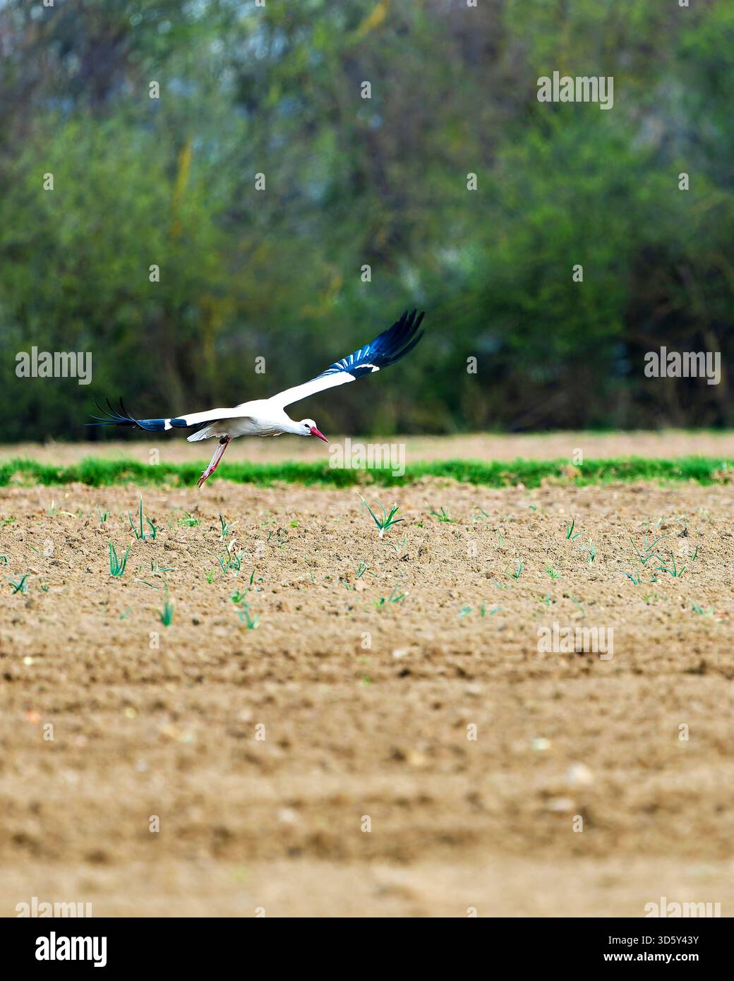 Ein Weißstorch, der tief über einem gepflügten Feld fliegt, mit voll ausgestreckten Flügeln. Stockfoto
