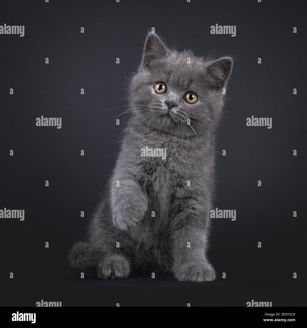 Bezauberndes blaues britisches Kurzhaar-Katzenkätzchen, mit einer verspielten Pfote nach vorne sitzend. Blick neben die Kamera mit hellorangefarbenen Augen. Isolieren Stockfoto