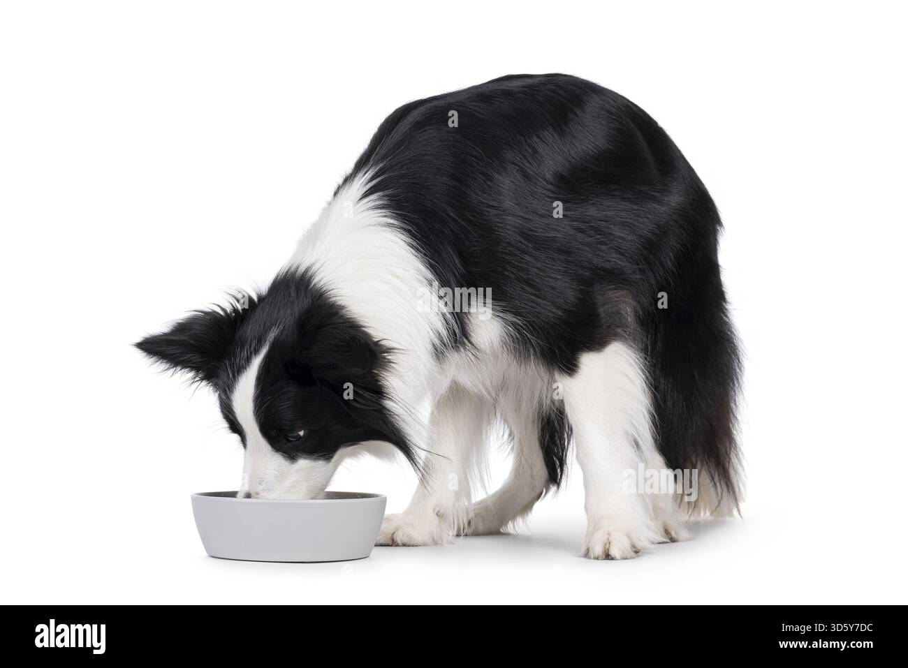Bezaubernder typischer schwarz-weißer junger Erwachsener Border Collie Hund, seitlich stehend mit Kopf in der Futterschale. Isoliert auf weißem Hintergrund, Niederlande Stockfoto