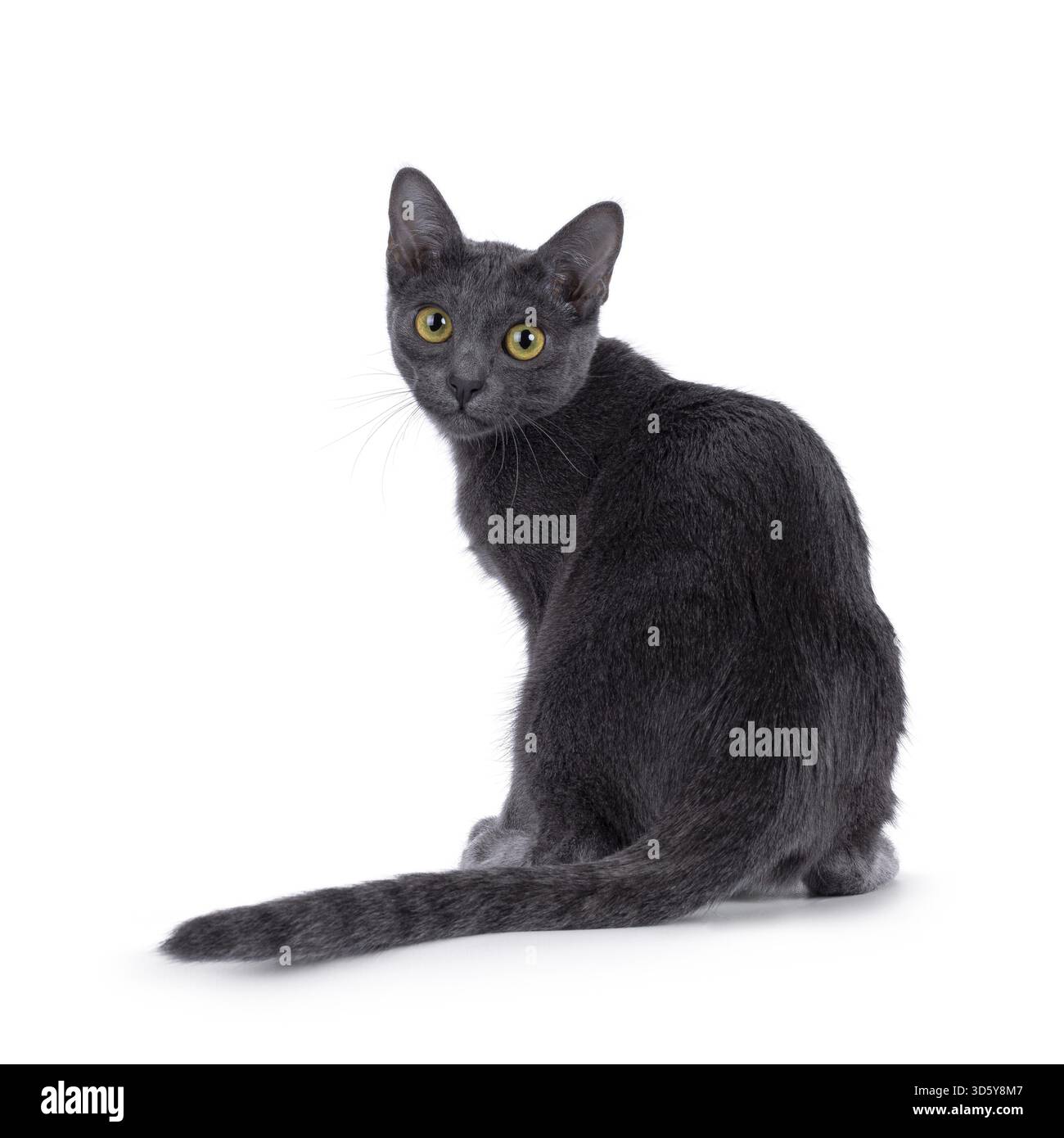 Süßes Korat-Kätzchen, das rückwärts auf der Kante sitzt. Blick über die Schulter direkt zur Kamera. Isoliert auf weißem Hintergrund, Niederlande Stockfoto