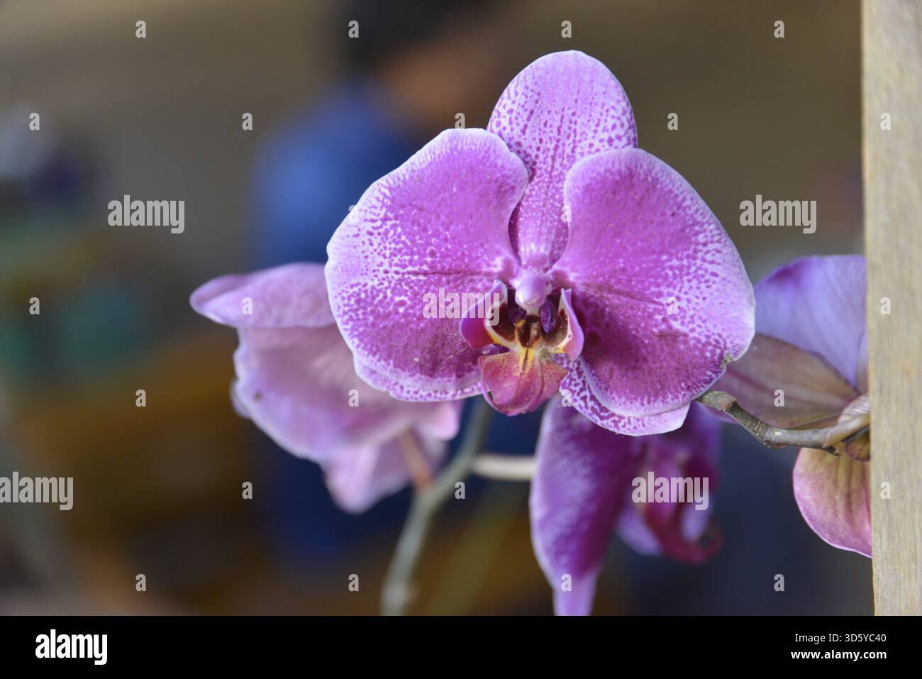 Rosafarbene Orchidee in Nahaufnahme, die die zarte Blume Pindaya, Heho, Shan State, Myanmar hervorhebt Stockfoto