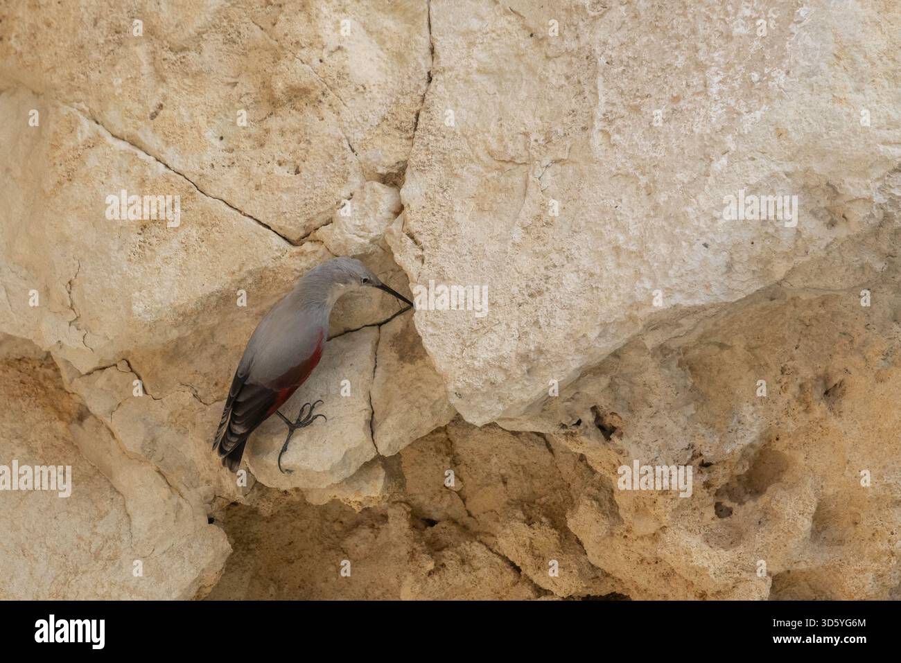 Wallkriecher auf der Suche nach Kalksteinmauer Stockfoto
