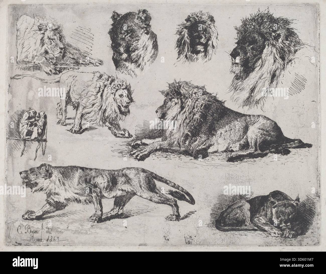Studie der Löwen von Cesare Biseo, 1867, zeigt detaillierte Beobachtung der Anatomie, Muskulatur, Haltung und Fellstruktur des Löwen, die als künstlerische Studie zur realistischen Darstellung von Wildtieren in der italienischen Maltradition des 19. Jahrhunderts gedacht ist. Stockfoto