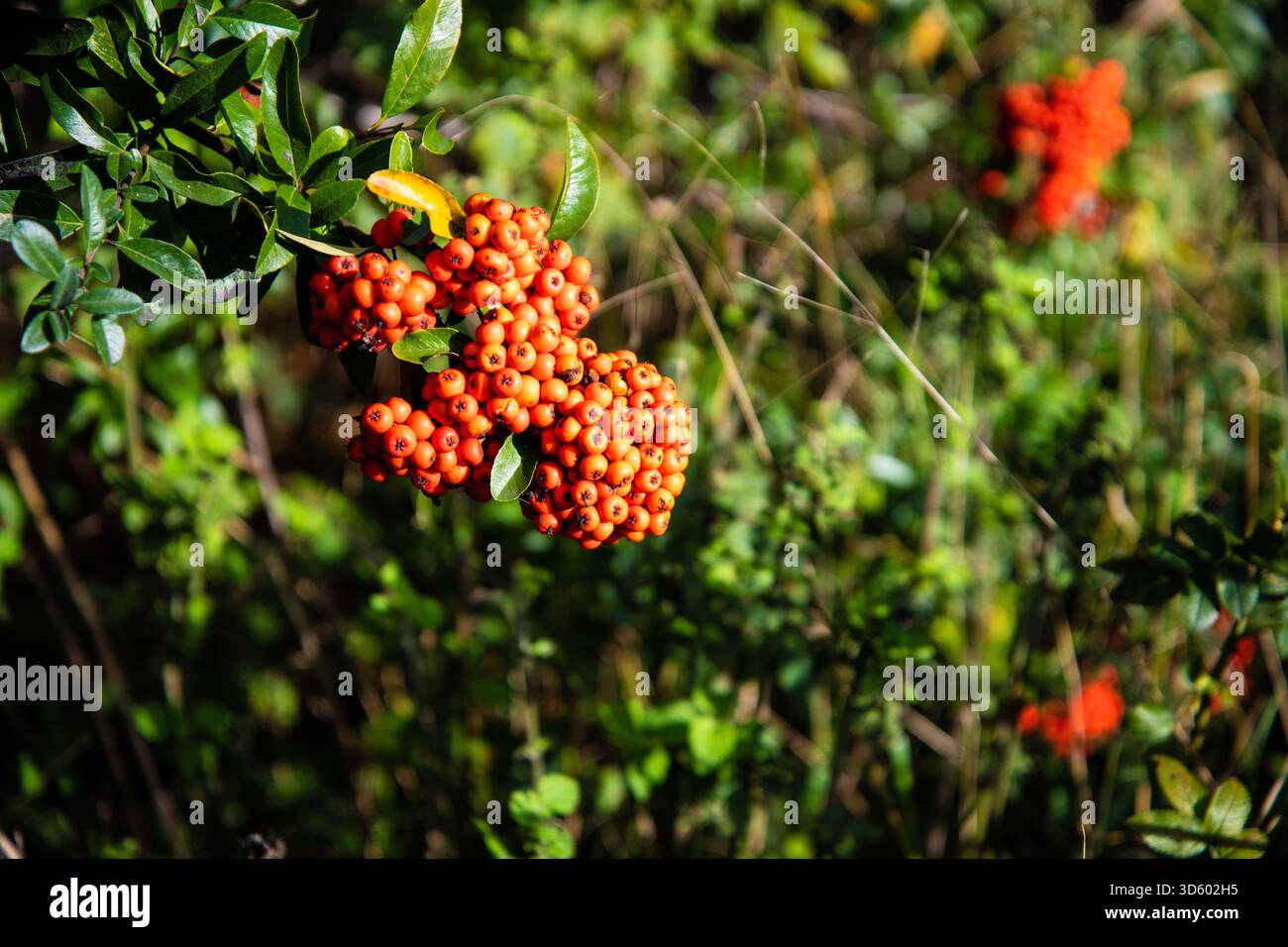 Makroaufnahme eines Pyracantha-Strauchs voller leuchtender roter und orangener Beeren, mit kräftigen Herbstfarben und natürlichen Gartendetails. Stockfoto