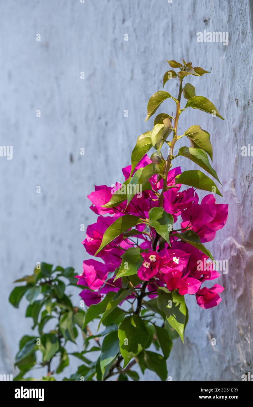 Rosa Bougainvillea blüht an einer sonnendurchfluteten Gipswand Stockfoto