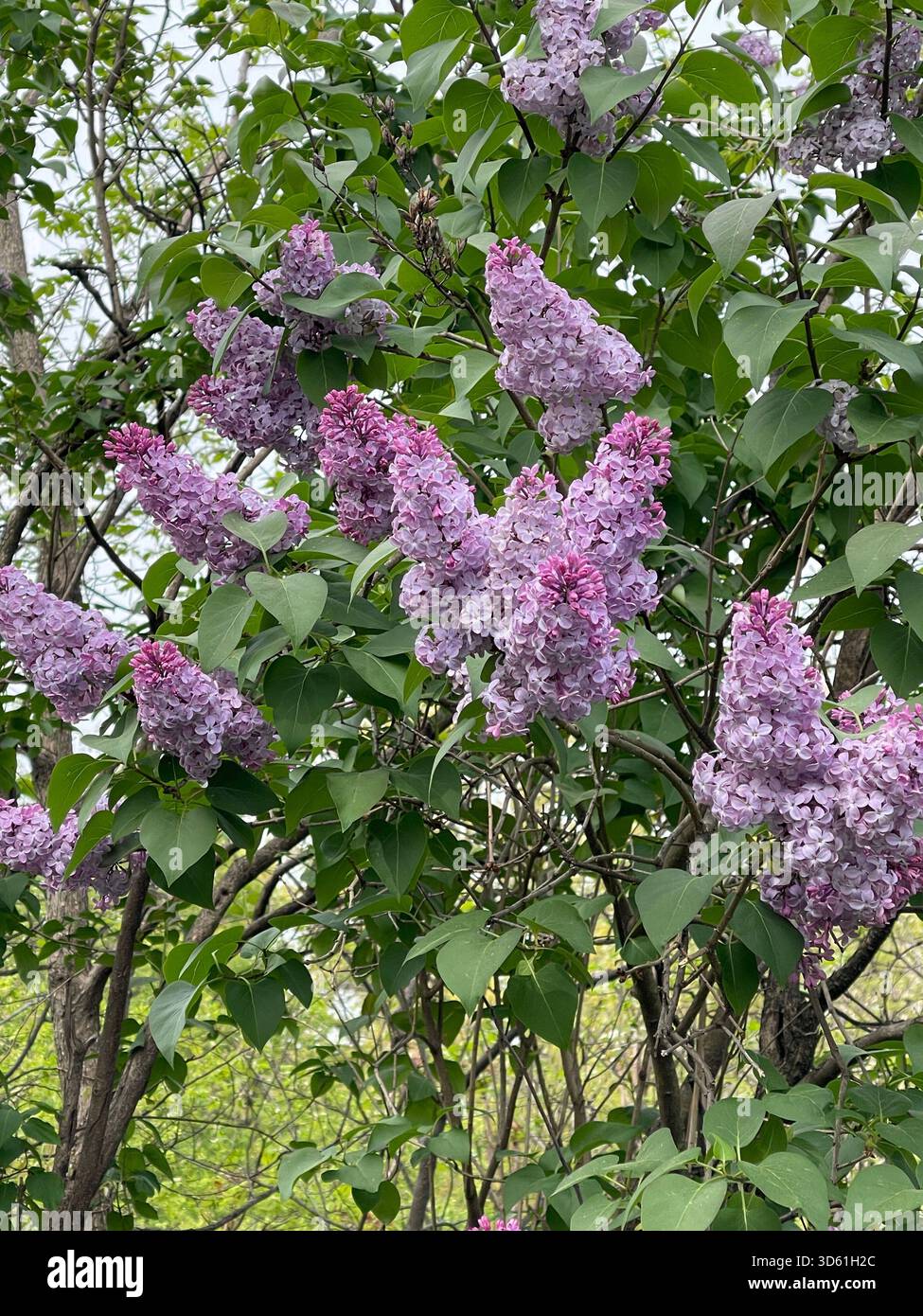 Duftende Flieder in voller Blüte, die den Central Park mit Frühlingsschönheit erfüllen. - Smartphone-aufgenommenes Stockfoto