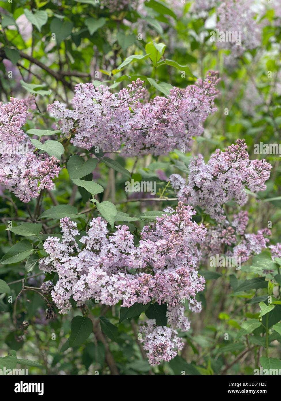 Duftende Flieder in voller Blüte, die den Central Park mit Frühlingsschönheit erfüllen. - Smartphone-aufgenommenes Stockfoto