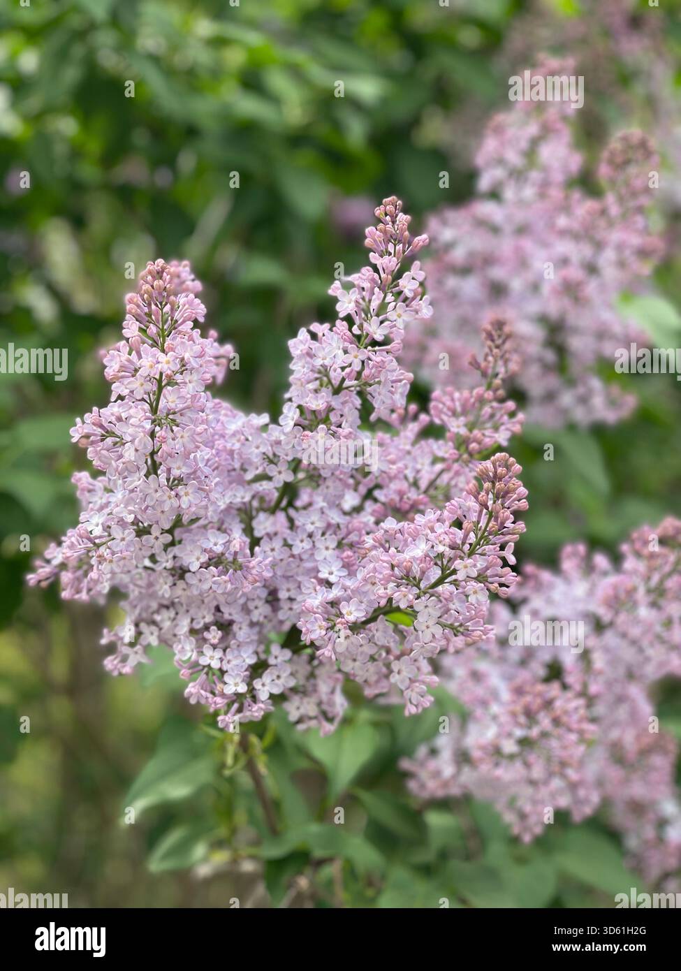 Duftende Flieder in voller Blüte, die den Central Park mit Frühlingsschönheit erfüllen. - Smartphone-aufgenommenes Stockfoto