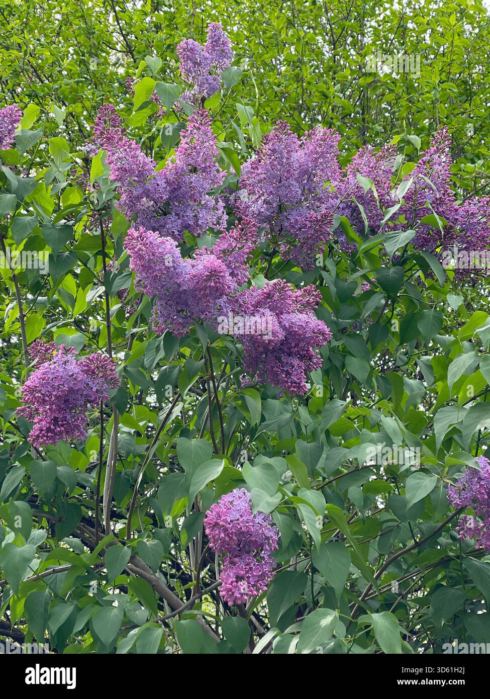 Duftende Flieder in voller Blüte, die den Central Park mit Frühlingsschönheit erfüllen. - Smartphone-aufgenommenes Stockfoto