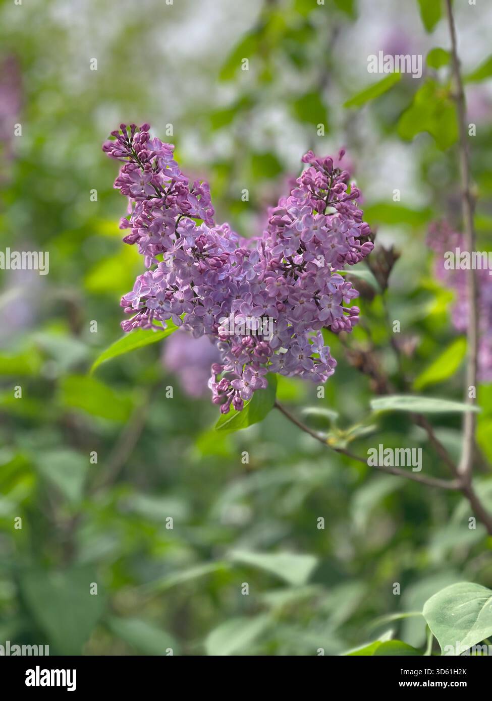 Duftende Flieder in voller Blüte, die den Central Park mit Frühlingsschönheit erfüllen. - Smartphone-aufgenommenes Stockfoto
