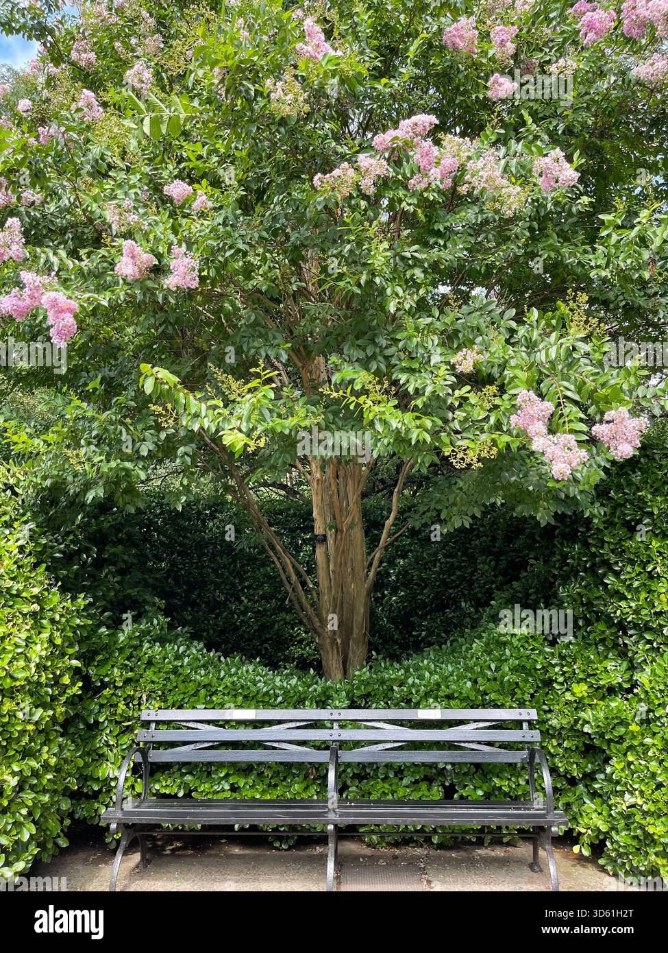 Duftende Flieder in voller Blüte, die den Central Park mit Frühlingsschönheit erfüllen. - Smartphone-aufgenommenes Stockfoto