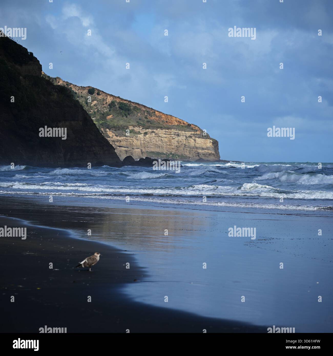 Am Muriwai Beach erwarten Sie dunkle Sandstrände, rauschende Meereswellen und übereinander gestufte Felsklippen mit Vegetation Stockfoto