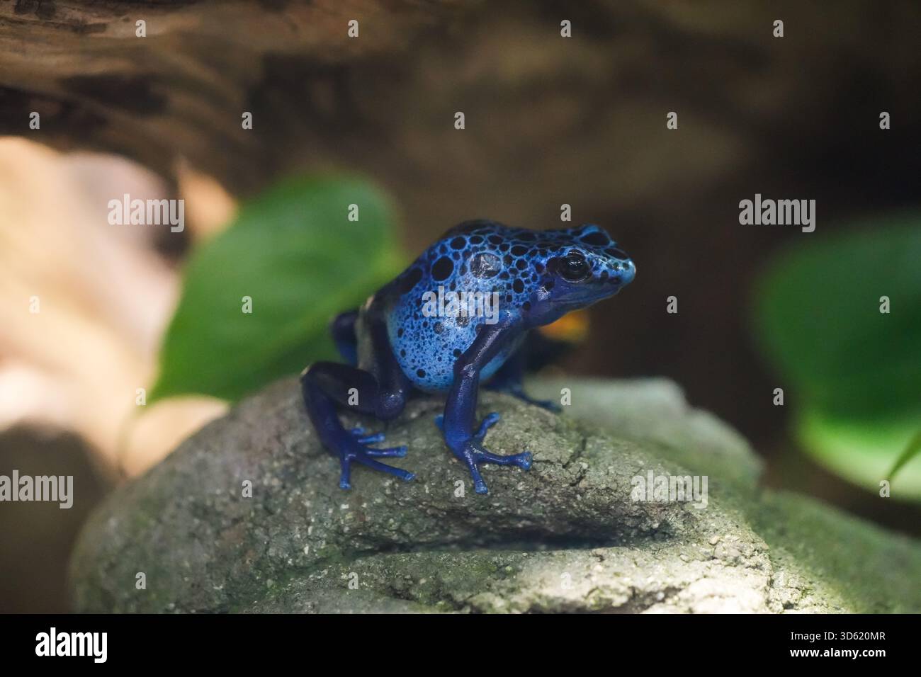 Porträt eines blauen Giftpfeilfrosches. Amphibien-Nahaufnahme. Dendrobatidae. Giftpfeilfrosch. Stockfoto